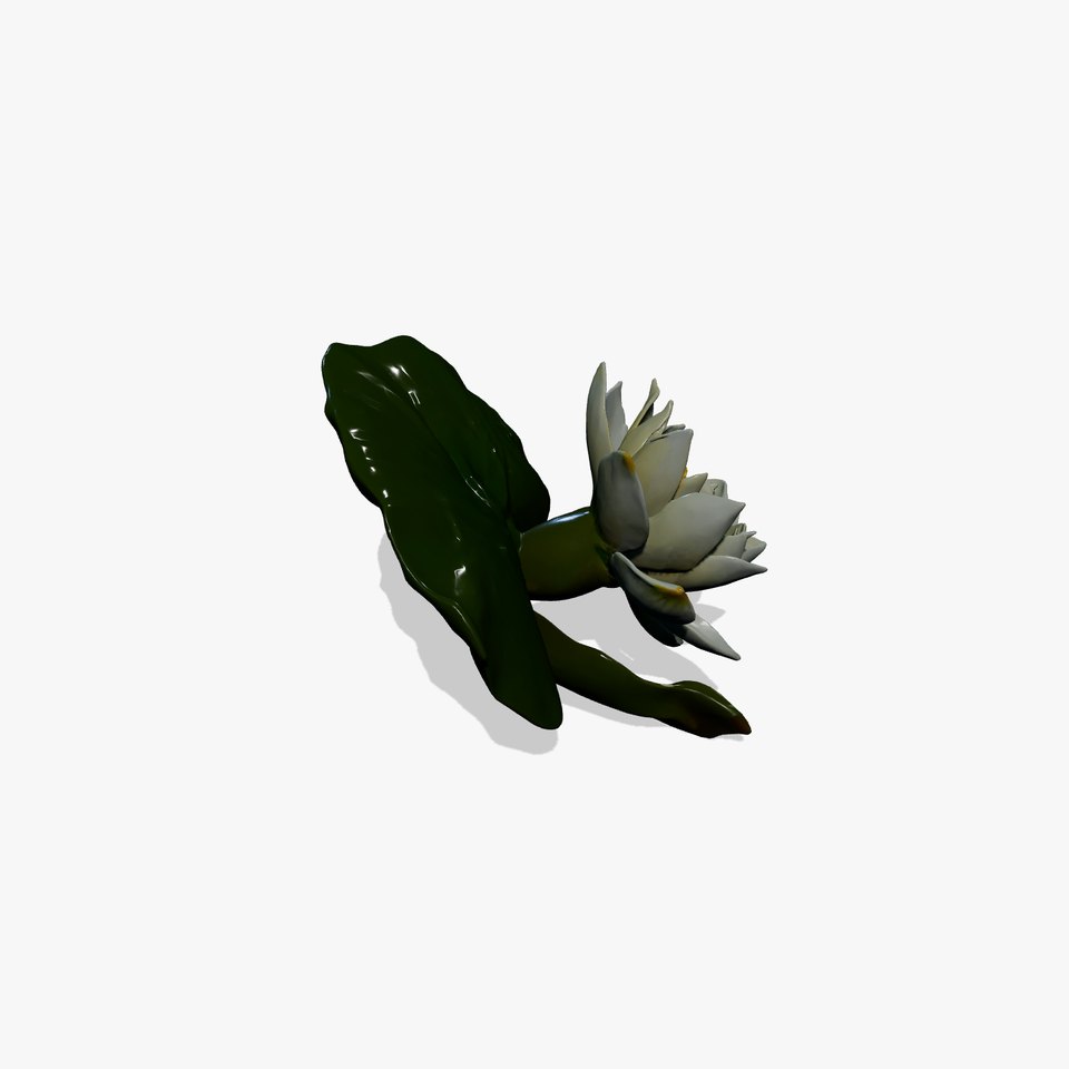 White Water Lily Nymphaea Alba Detailed Model Pack